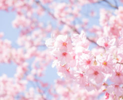 新庄村の花サクラ