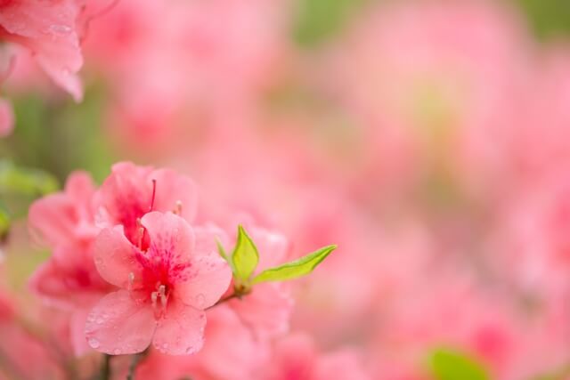 玉野市の花ツツジ