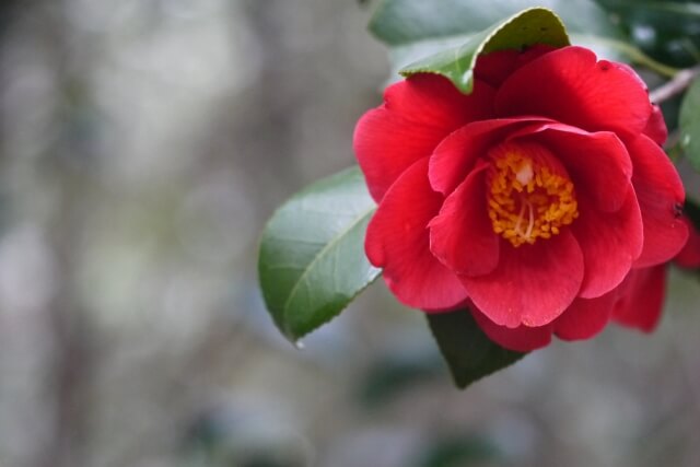 里庄町の花ツバキ2