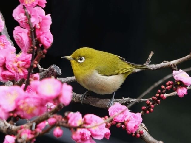 多気町の鳥メジロ