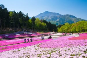 埼玉県秩父の羊山公園