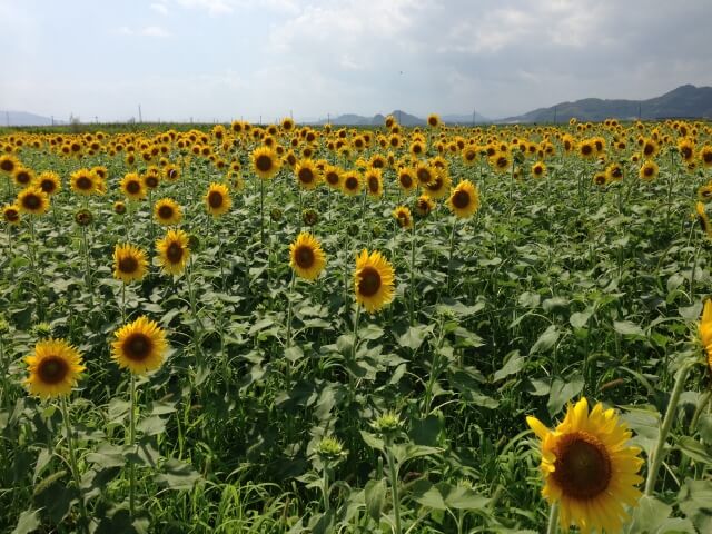 岡山県笠岡市のプロパンガス平均価格と最安値料金