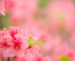 吉備中央町の花ツツジ