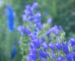 鏡野町の花リンドウ