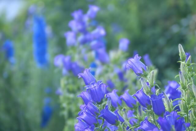 鏡野町の花リンドウ