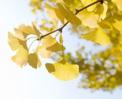 久米南町の木イチョウ