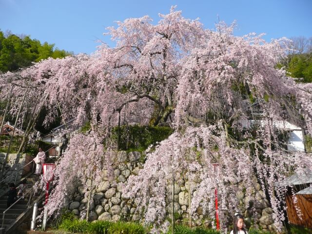 舞鶴市瑠璃寺のしだれ桜