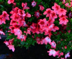 美咲町の花さつき