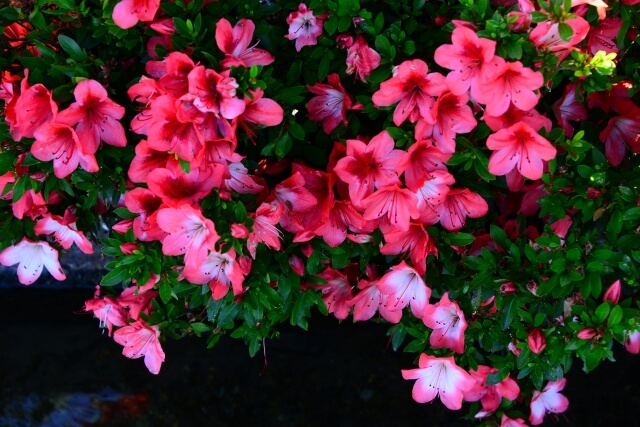 美咲町の花さつき