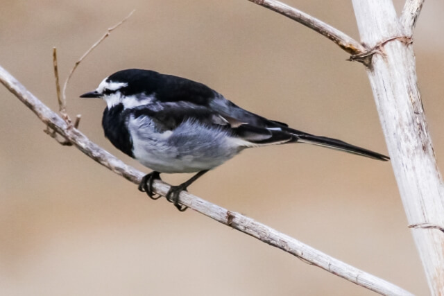 紀美野町の鳥セグロセキレイ