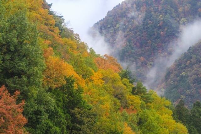 愛媛県石鎚山の紅葉