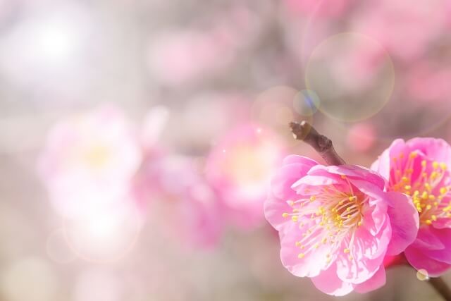 熊野町の花ウメ