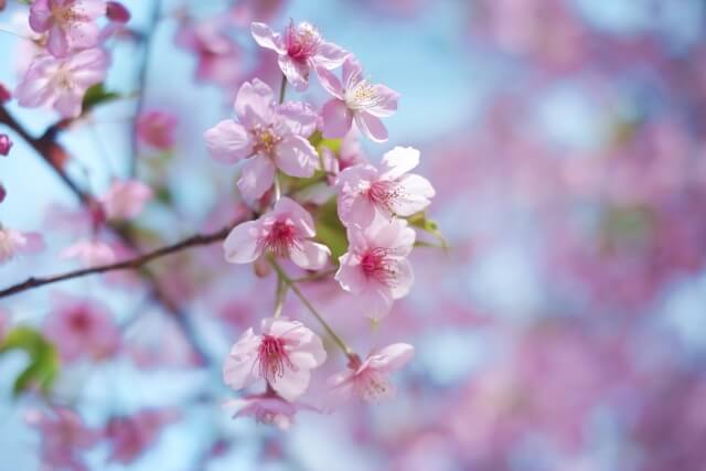 赤磐市の花モモ