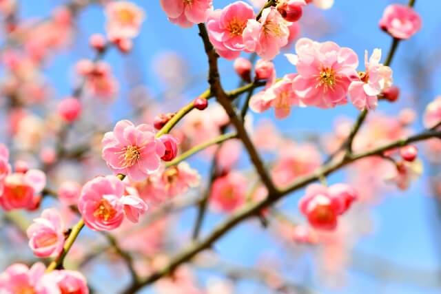 奈義町の花ウメ