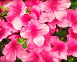 勝央町の花ツツジ
