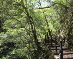 養父市天滝の山道