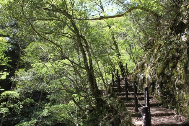 養父市天滝の山道