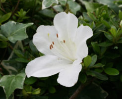 西粟倉村の花サツキ