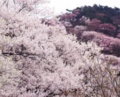 御杖村の花ヤマザクラ