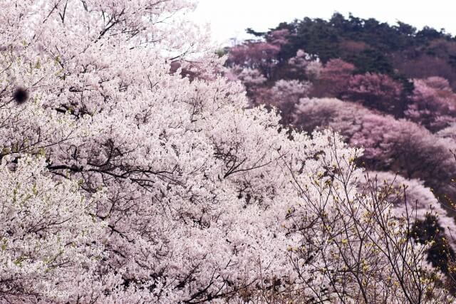 御杖村の花ヤマザクラ