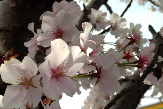 須崎市の花ヤマザクラ