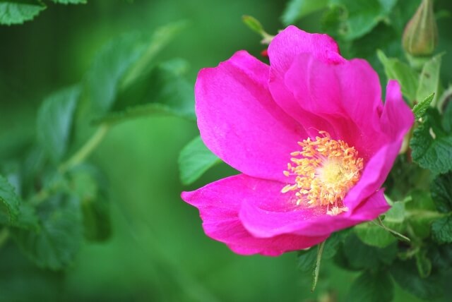 かほく市の花ハマナス