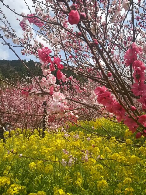 香南市の西川花公園