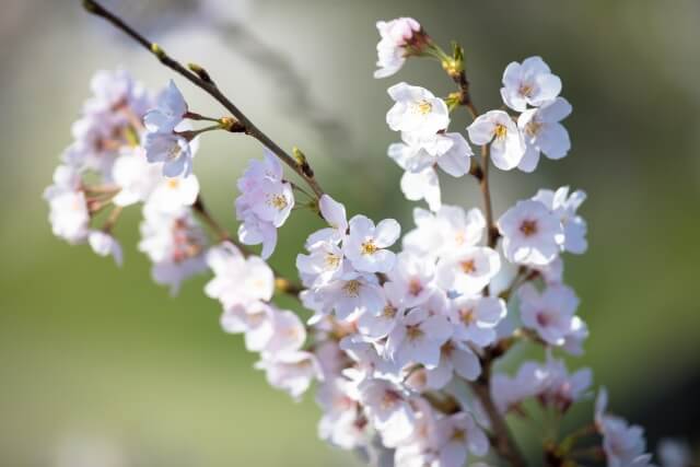 宝達志水町の花サクラ
