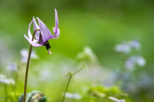 麻績村の花カタクリ