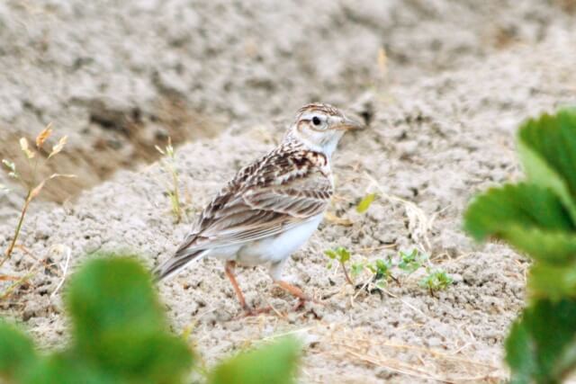川北町の鳥ヒバリ