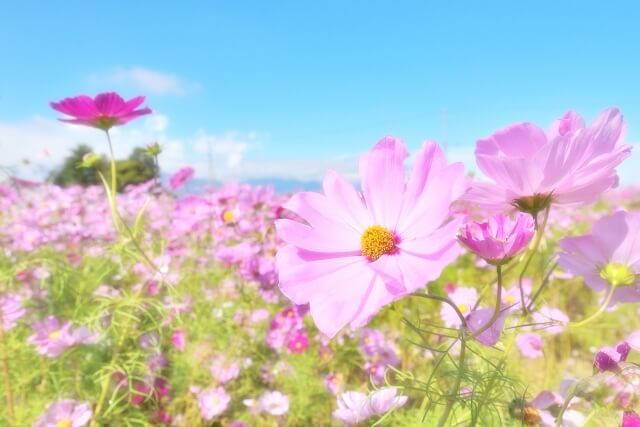 佐久市の花コスモス