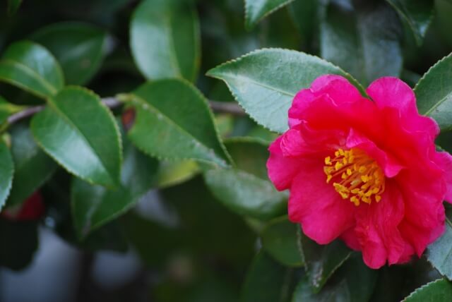 野々市市の花ツバキ
