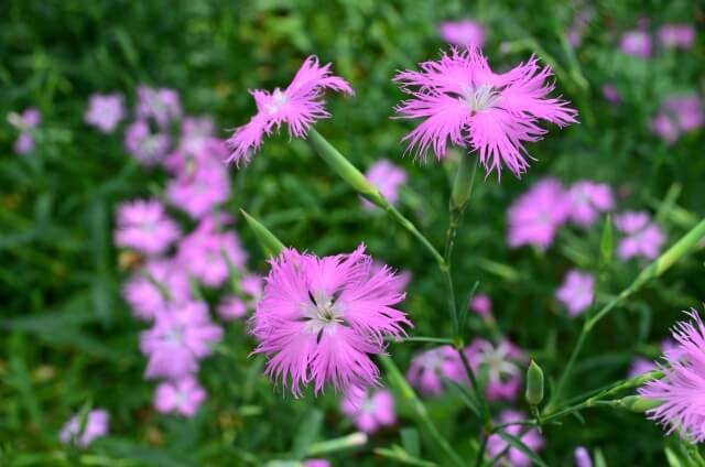 川北町の花カワラナデシコ