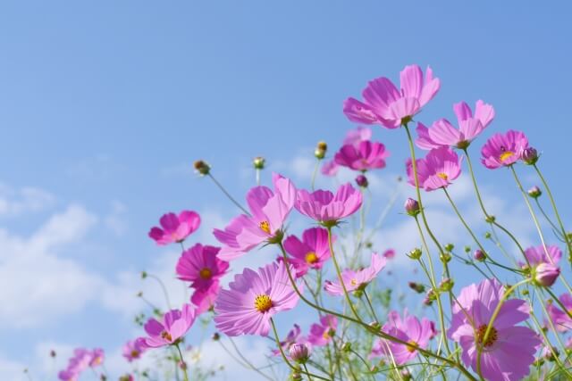 越知町の花コスモス