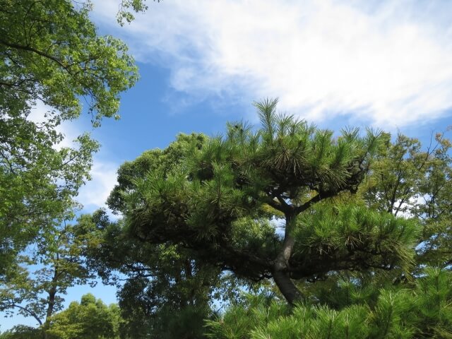 松前町の木マツ
