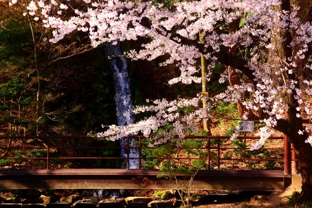 須坂市臥竜公園の滝と桜