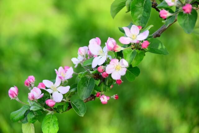 坂城町の花木リンゴ
