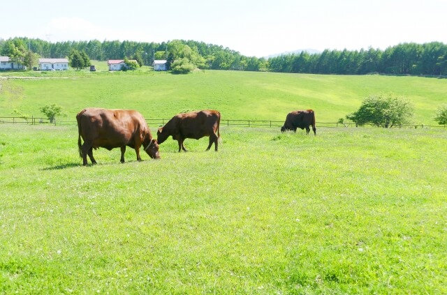 長野県長和町のプロパンガス平均価格と最安値料金