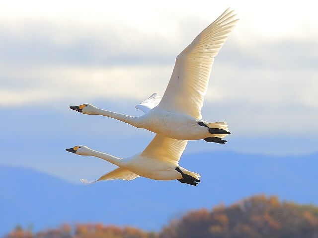 津幡町の鳥ハクチョウ