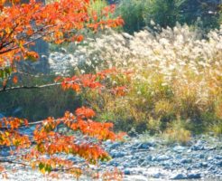 大鹿村の自然風景