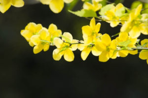 高森町の花ヤマブキ