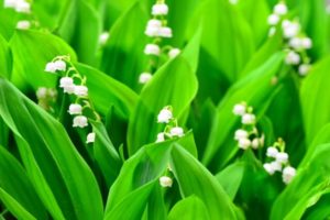 世羅町の花スズラン