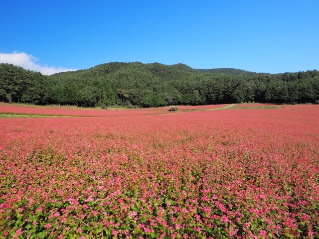 長野県箕輪町のプロパンガス平均価格と最安値料金