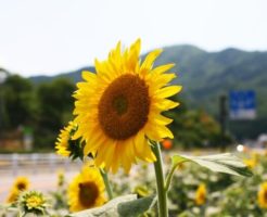 平谷村の花ヒマワリ