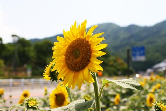 平谷村の花ヒマワリ