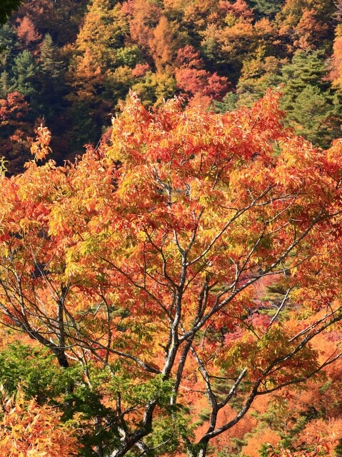 木曽町の紅葉