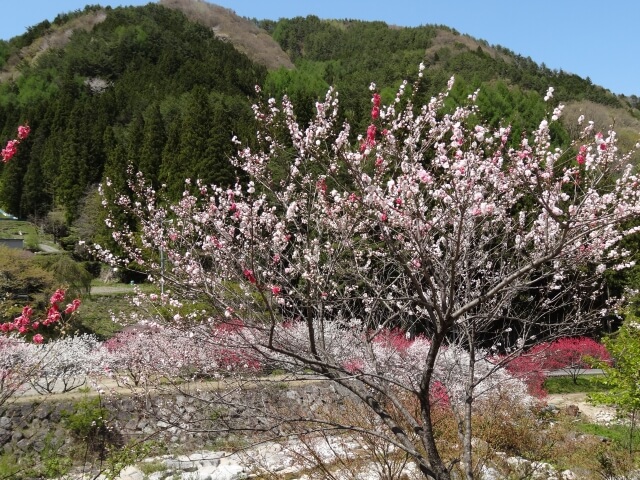 花桃の里阿智村