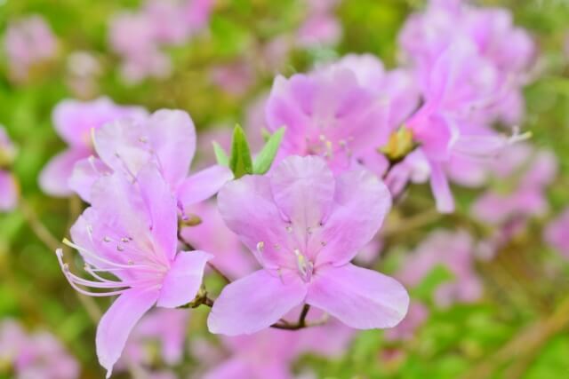 飯田市の花ミツバツツジ
