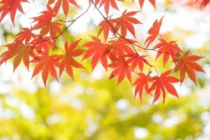 安芸太田町の木モミジ