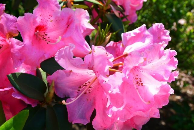 飯島町の花シャクナゲ